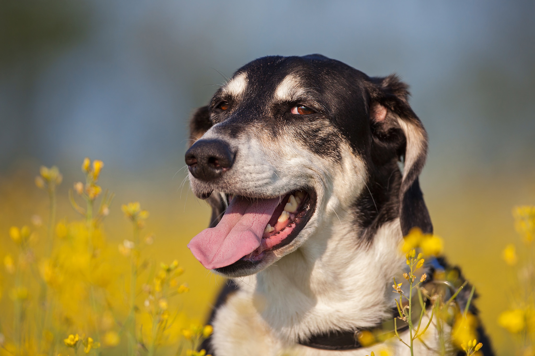 Dog spending time in the sun