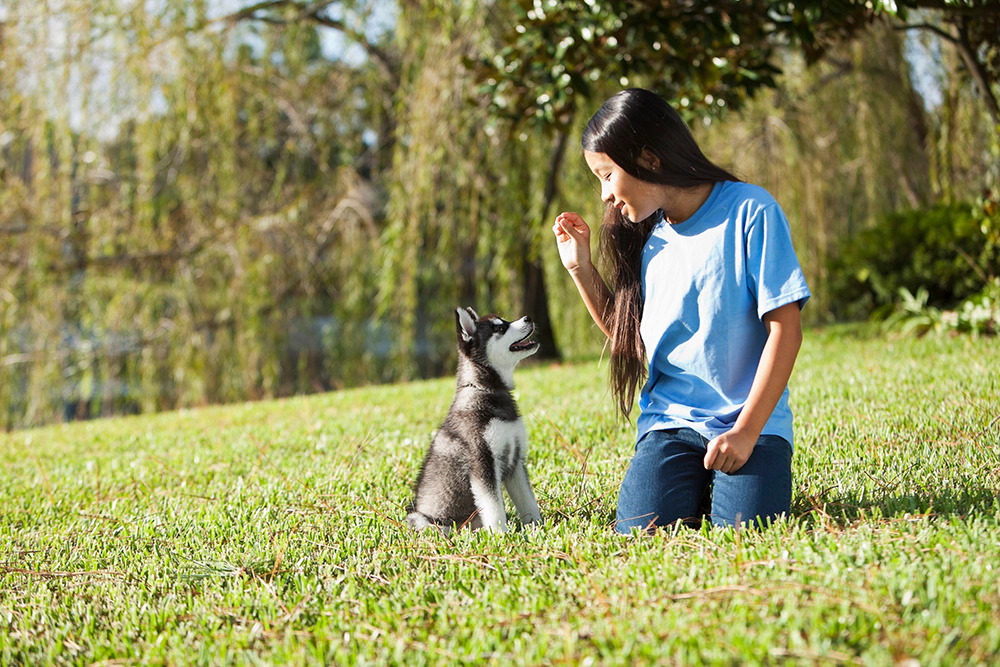 A dog waiting for its owner's command