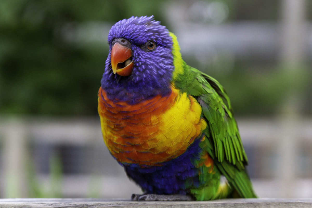 Lori (Chatty) Parrot