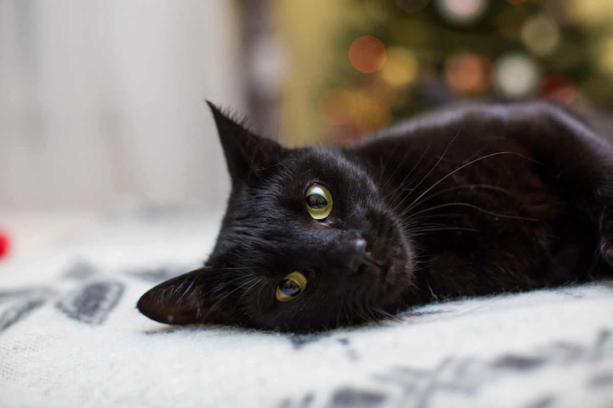 Black cat with green eyes lying with its head to the side
