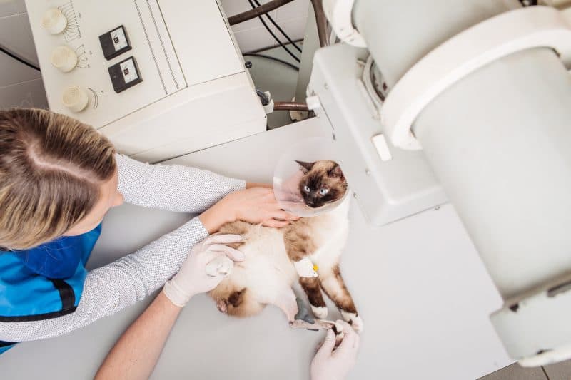 A cat being prepared for an X-ray