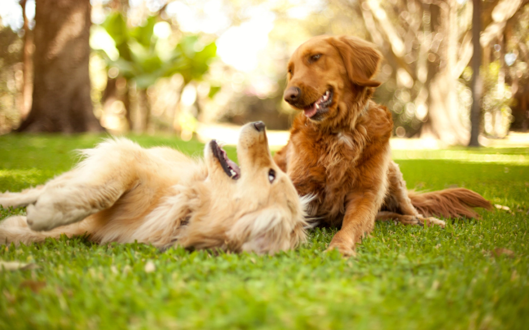 Two dogs playing on the grass