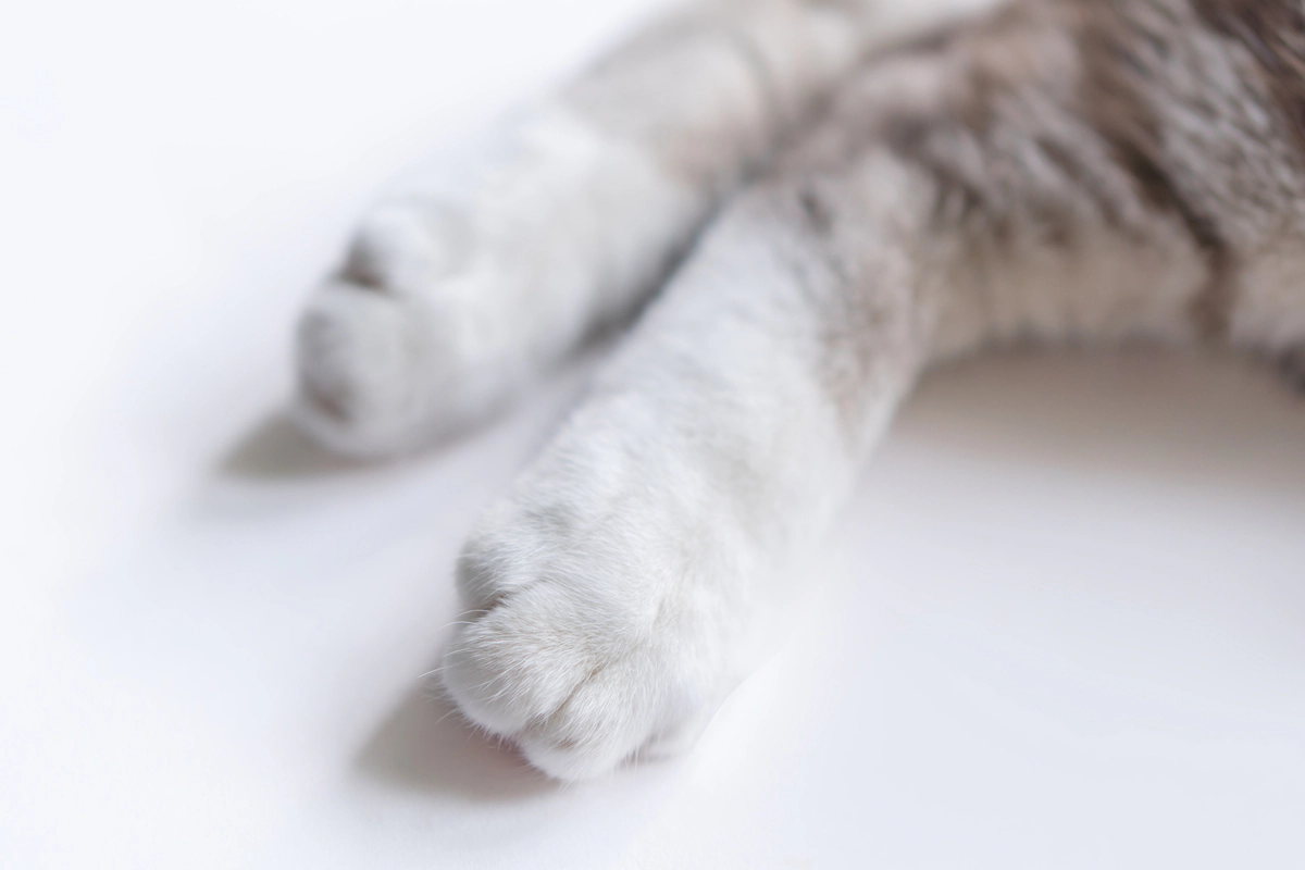 The back paws of a white-furred cat