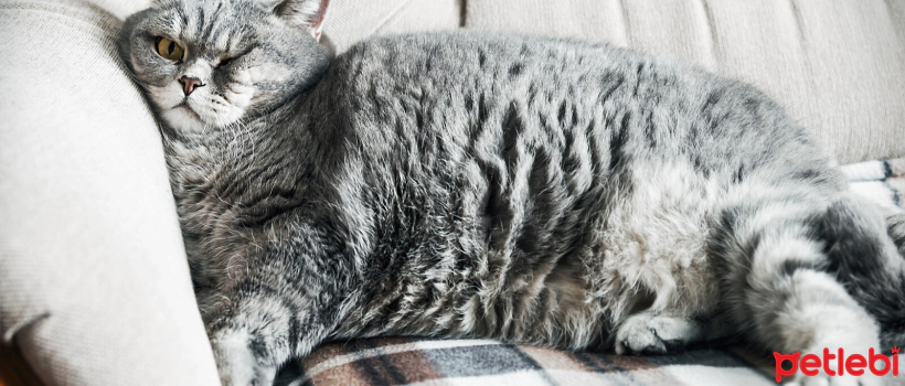 Light Cat Foods Keep Cats in Shape