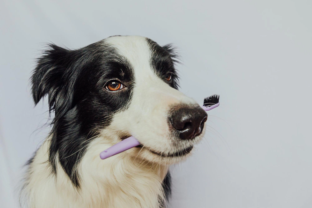 Dog holding a toothbrush