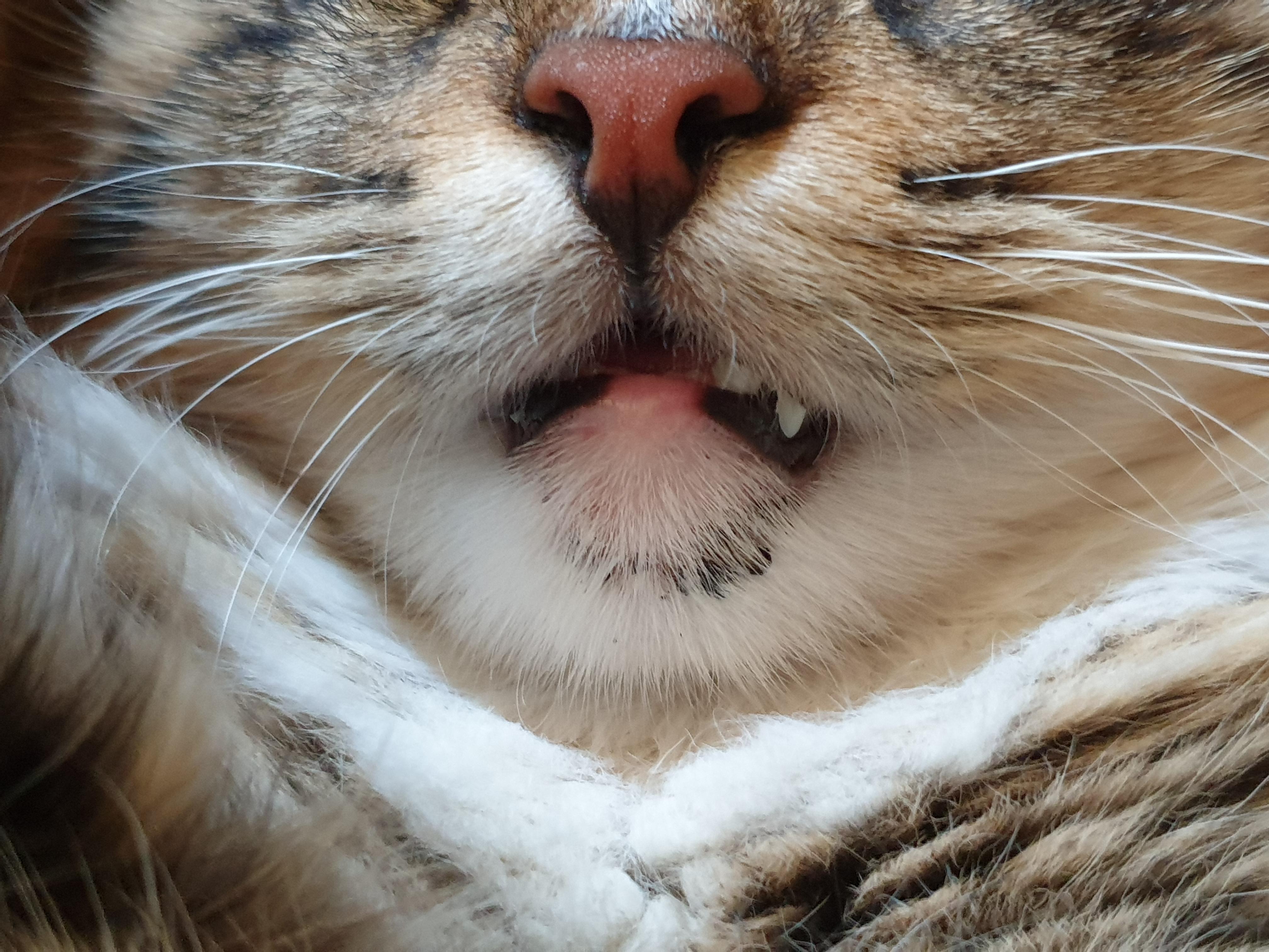 Cat with acne on its chin