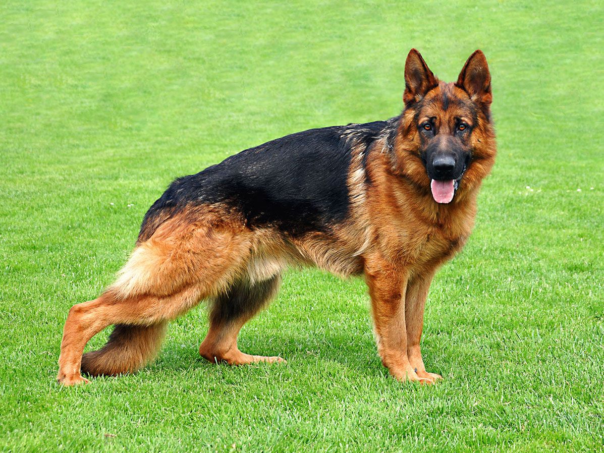 Dog dragging its paws