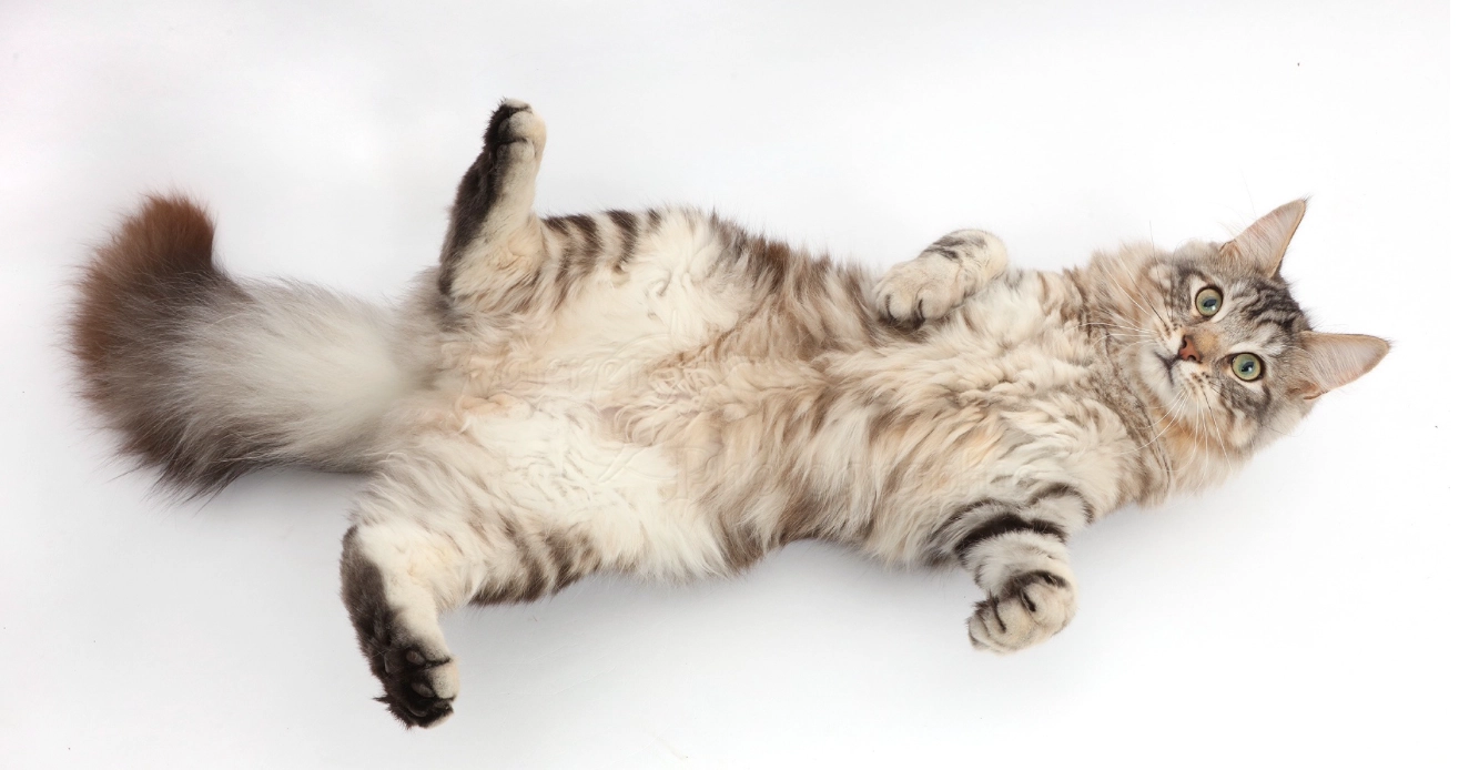 Cat lying on its back