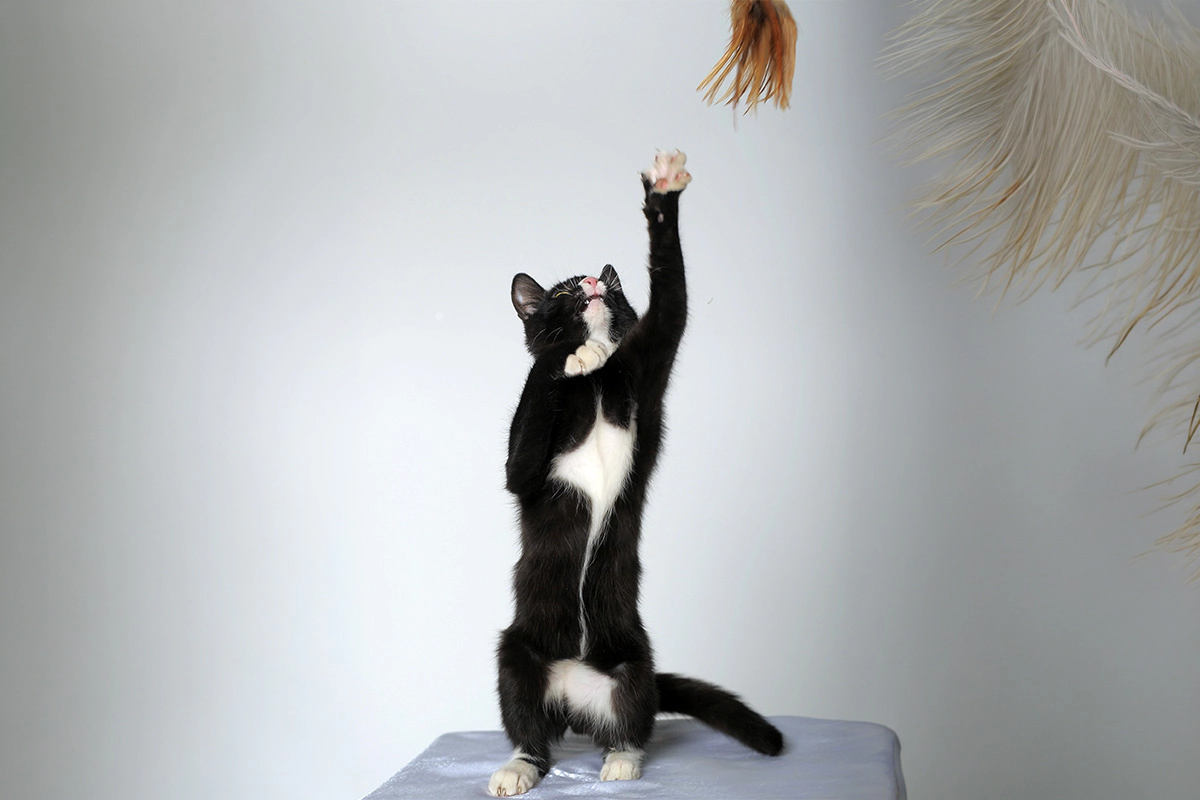 Tuxedo cat reaching for a fishing rod toy