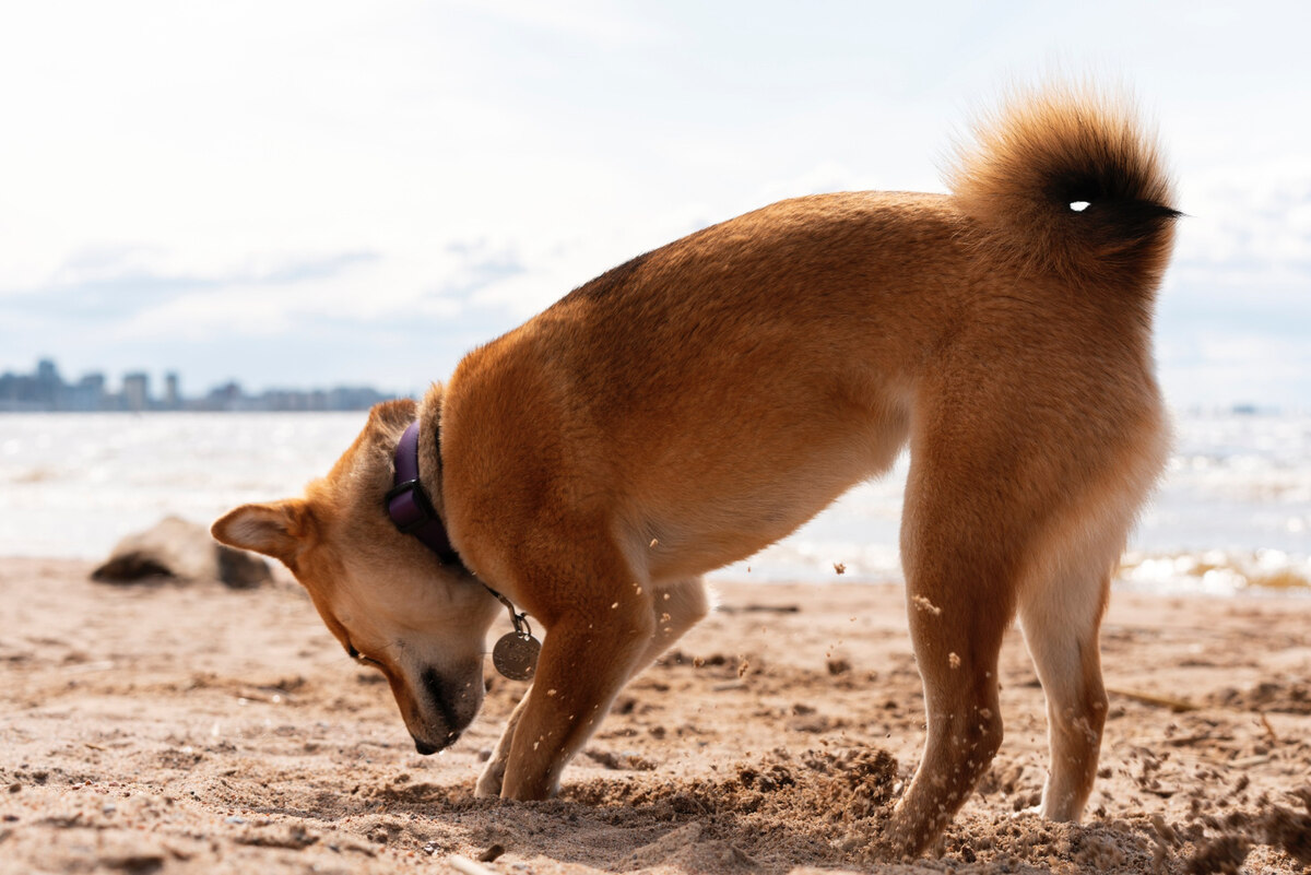 Shiba Inu digging in the soil