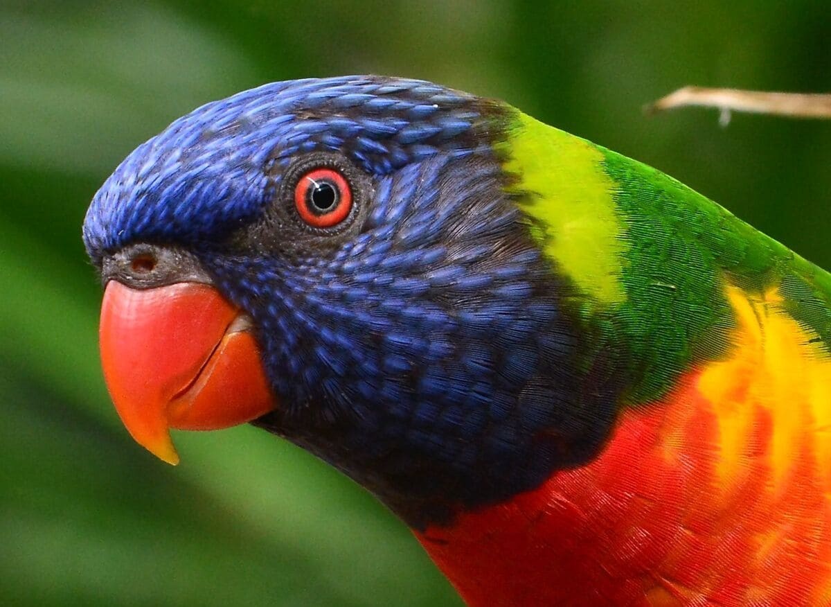 Swainson parrot
