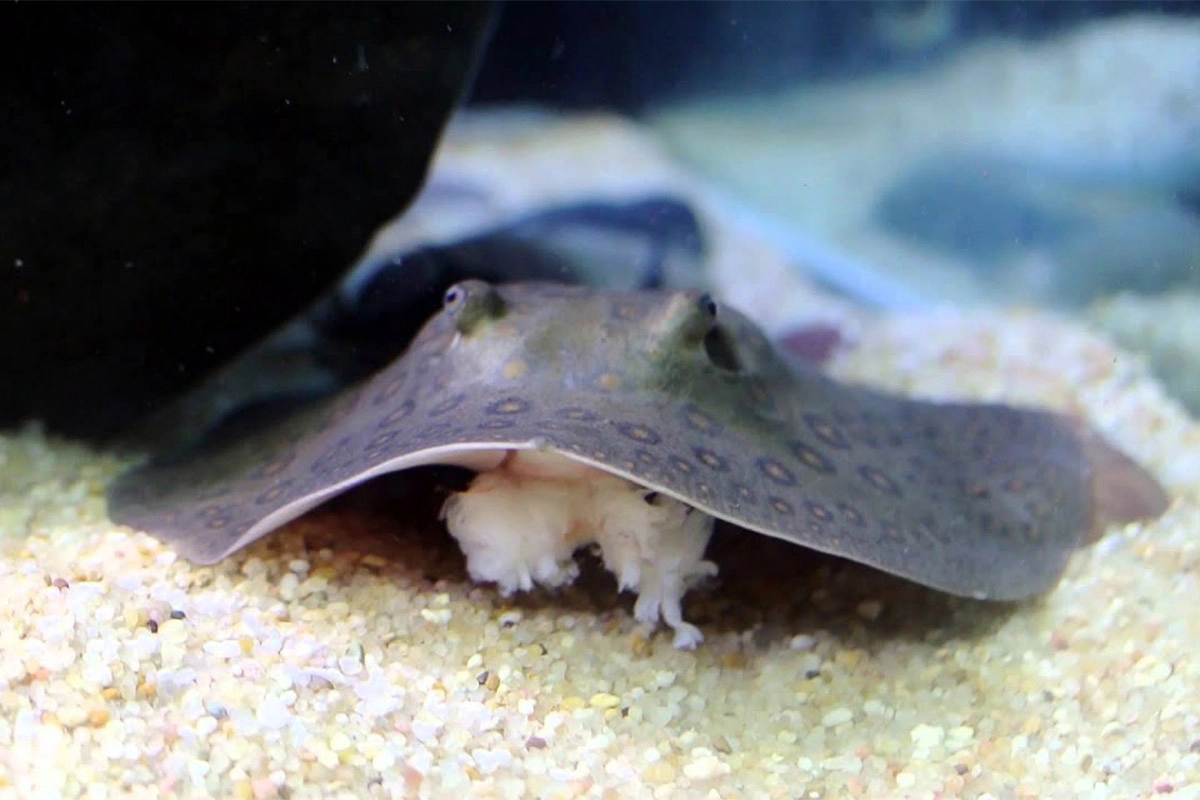 Stingray feeding