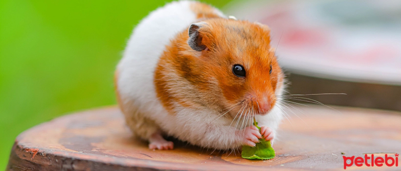 Hamsterlar Neden Titrer?