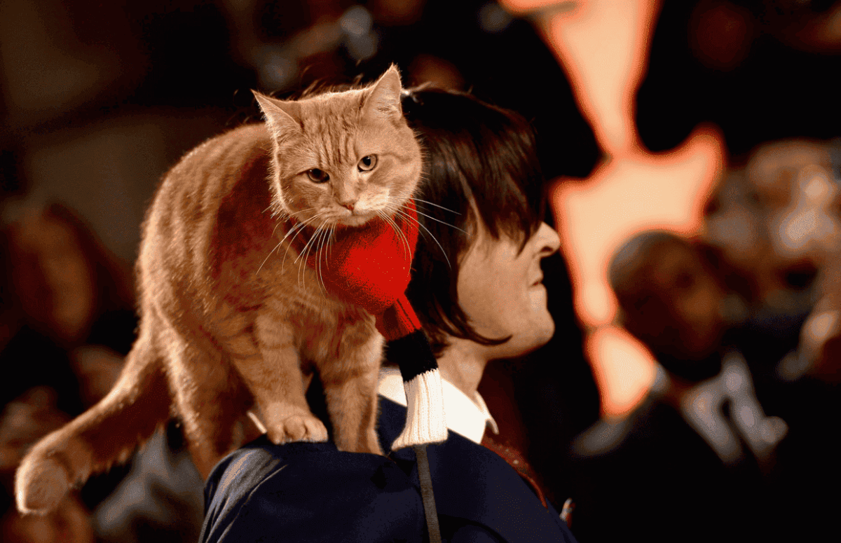 Bob with a red scarf on his owner's shoulder