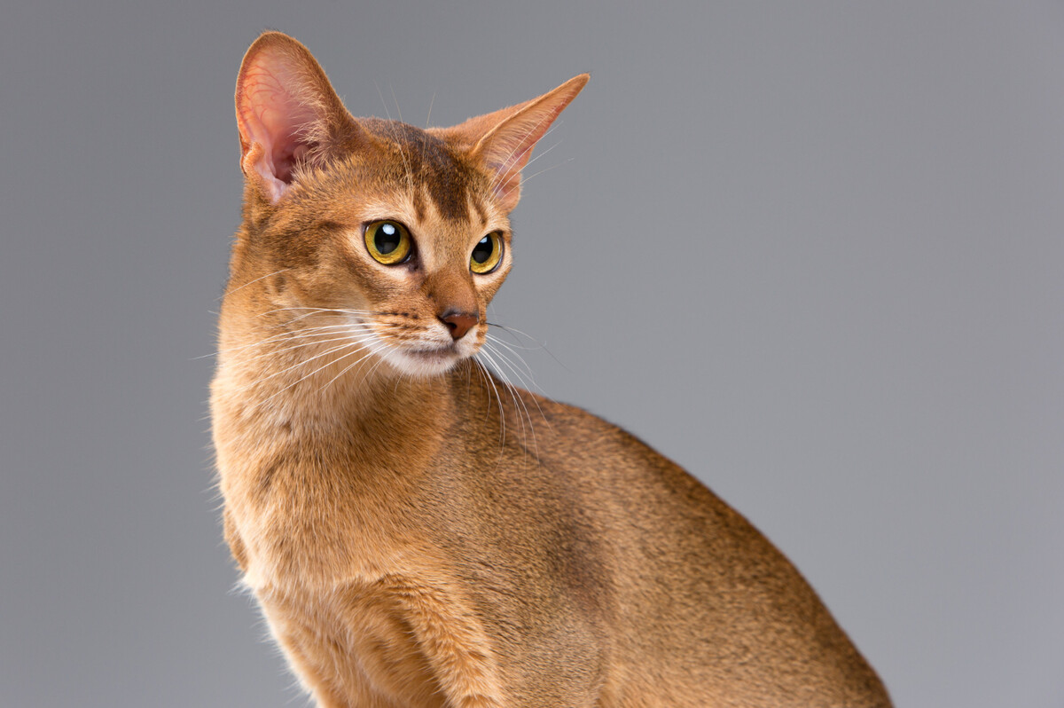 Abyssinian cat with honey-colored fur