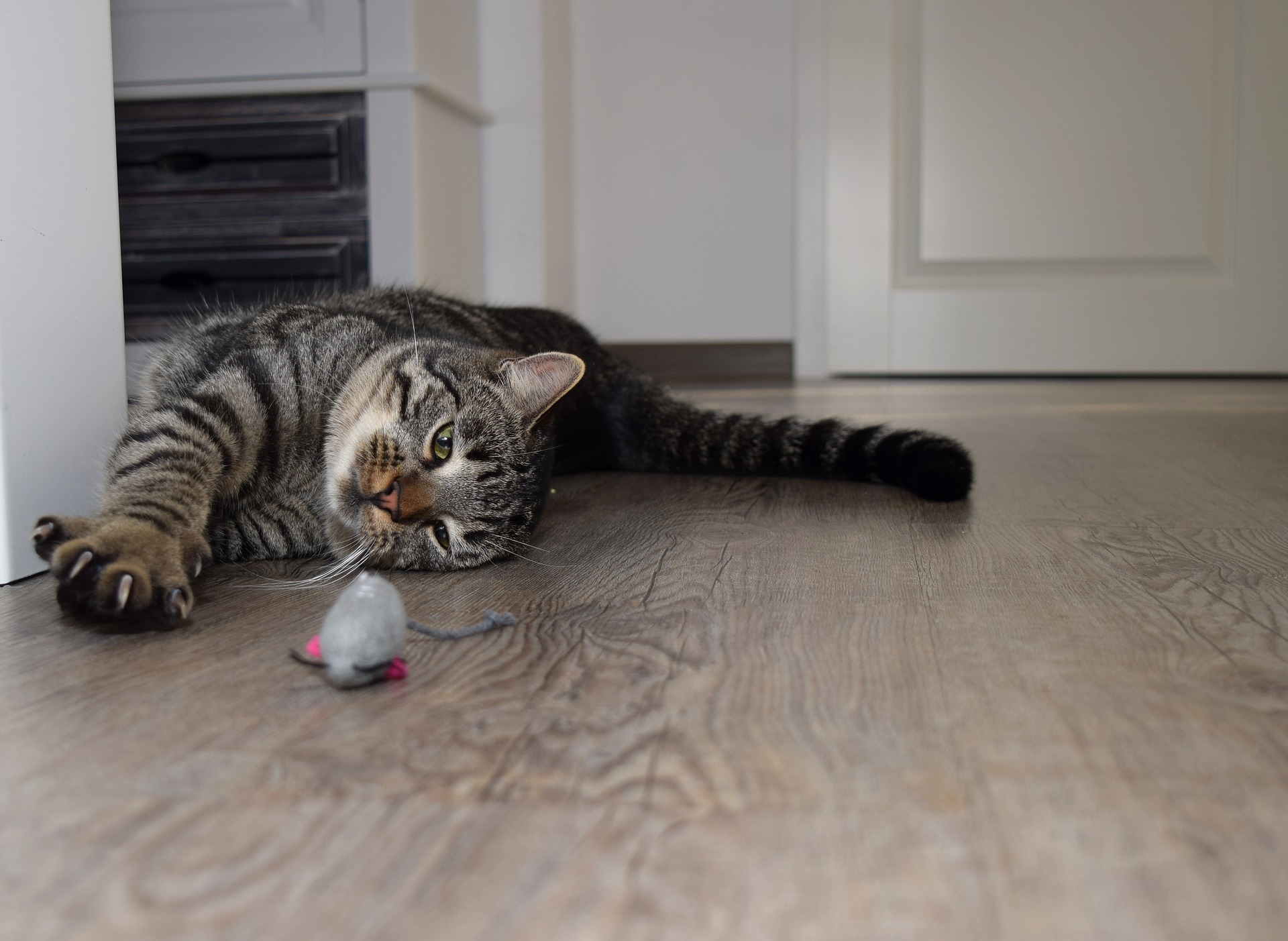 A tabby cat lying on the floor with its toy