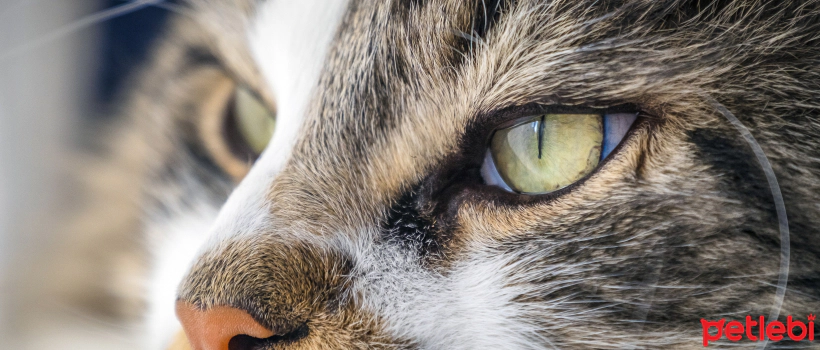 My Cat's Nose is Dry and Warm, Should I Be Worried?