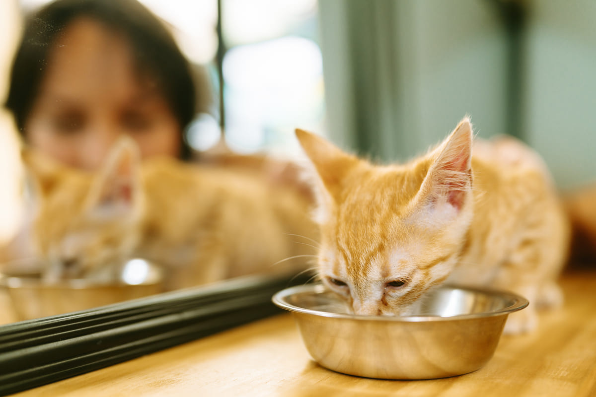 A ginger cat drinking water and a woman watching it