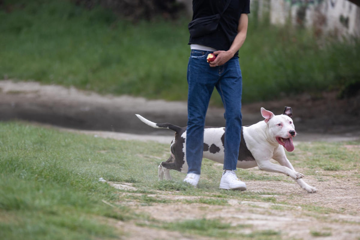 Dog starting to run with the