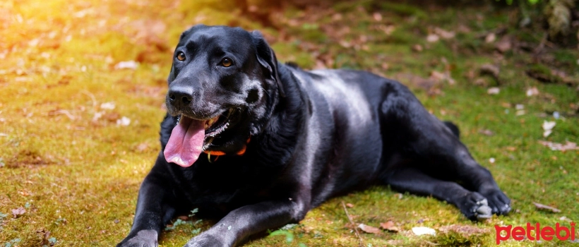 Why Do Dogs Breathe Rapidly?