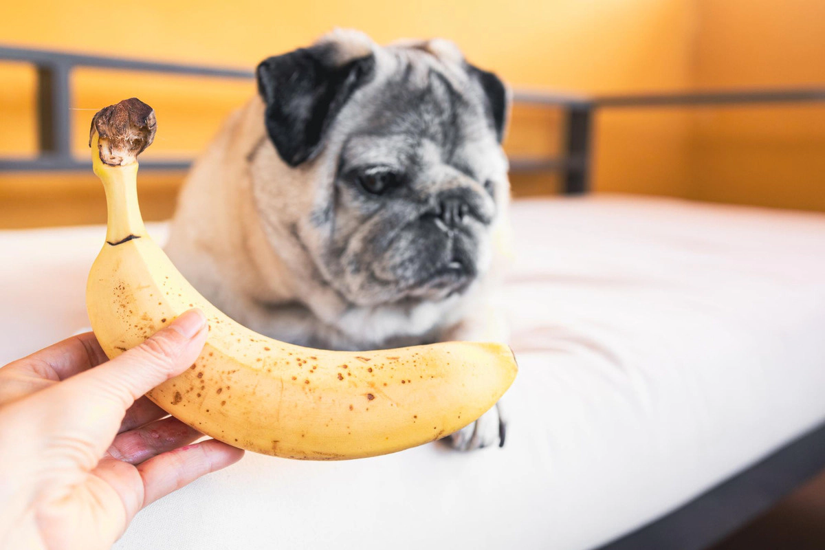 French bulldog looking at a banana