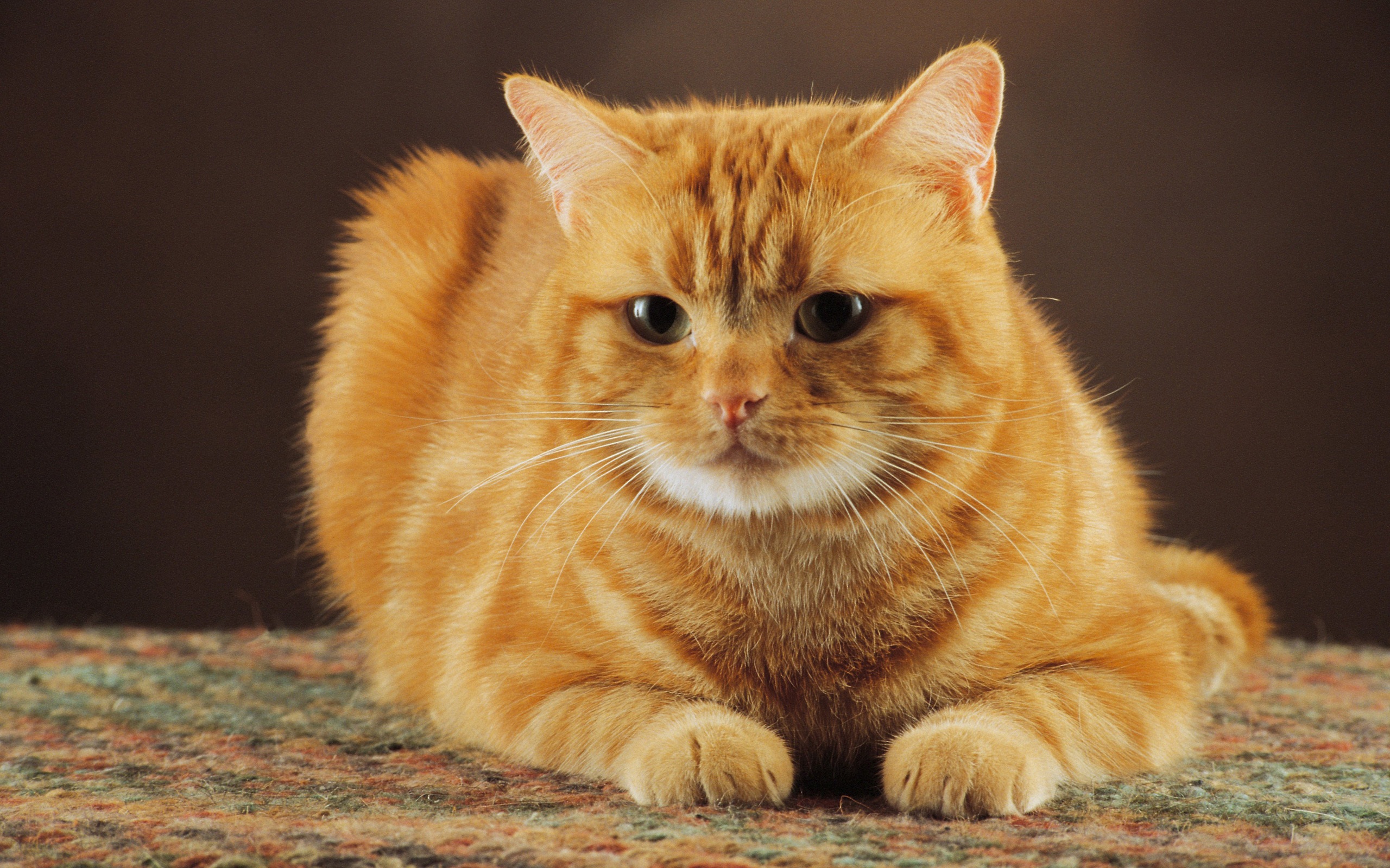 Cat with yellow and orange fur