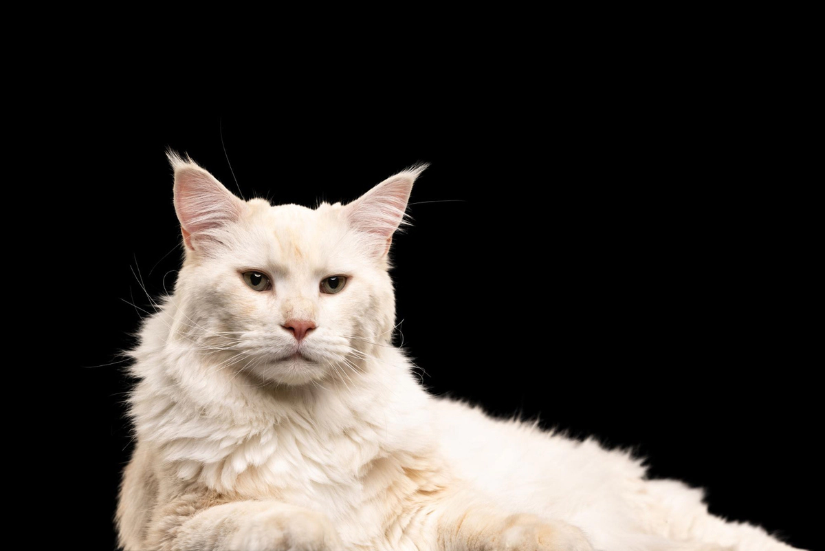 Maine Coon cat with white fur