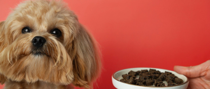 How Many Days Can Dogs Go Without Food?