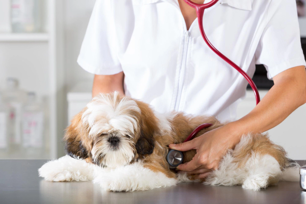 Shih Tzu with medium-length brown and white fur examined
