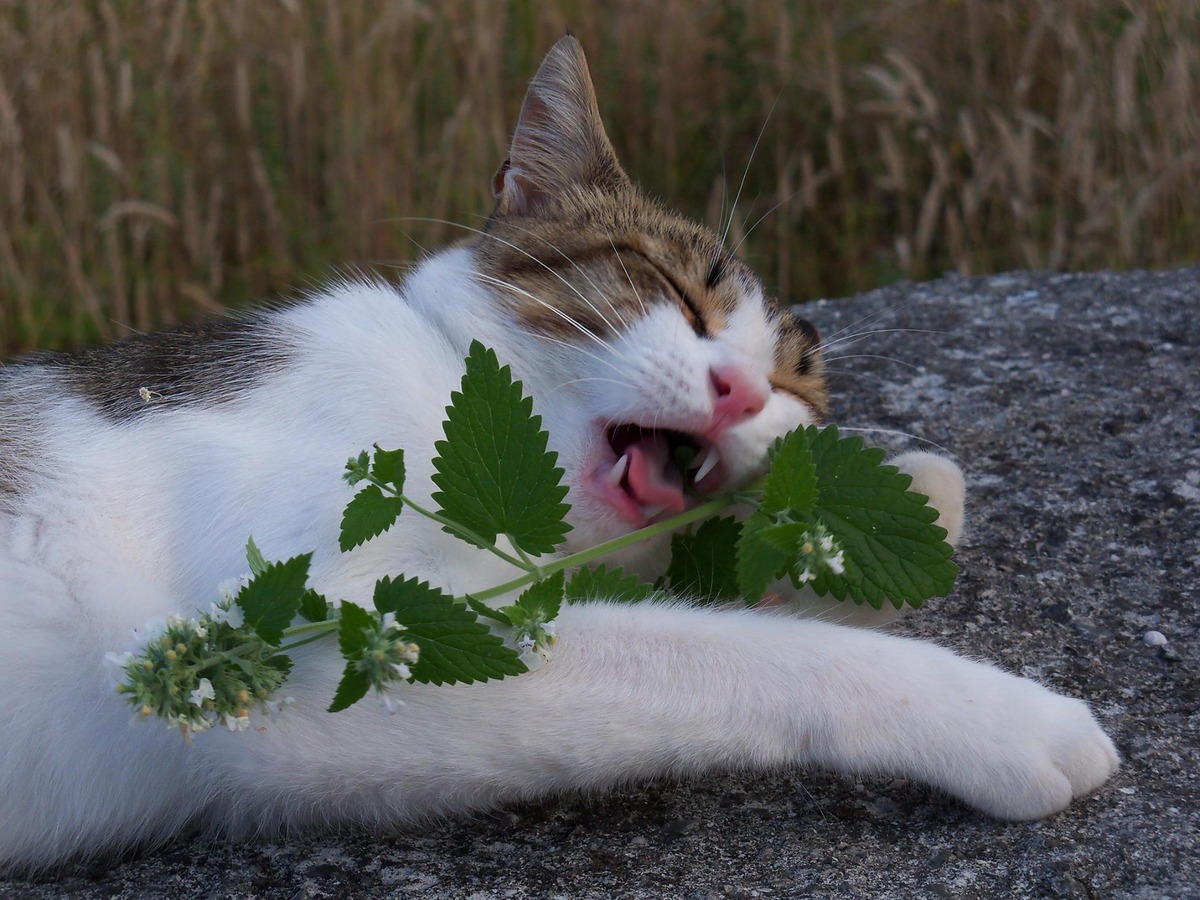 A cat that eats plants and is happy
