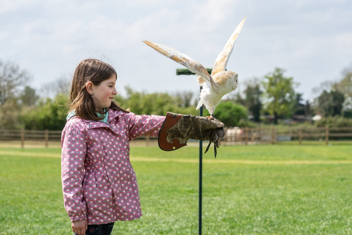 Child holding a bird with protective gloves