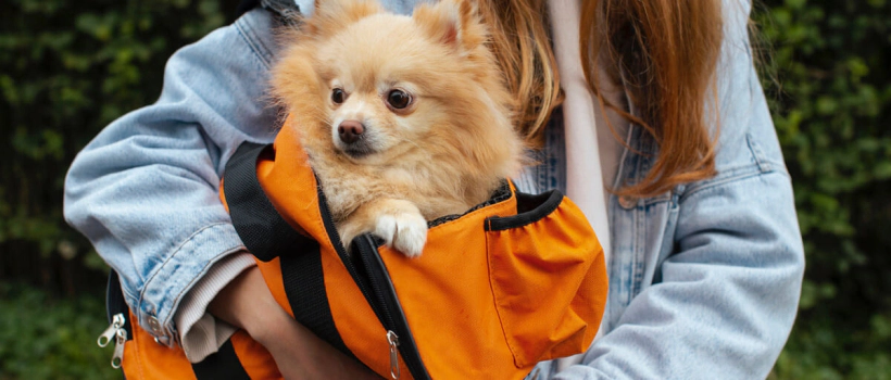Pomeranian Dog Breed Characteristics, Care and Feeding