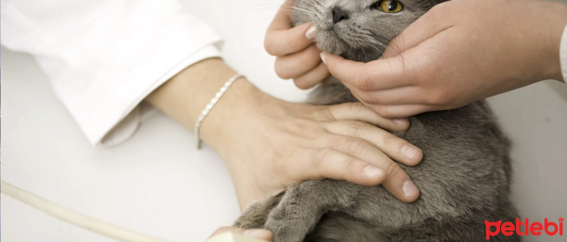 How to Recognize Internal Bleeding in Cats?