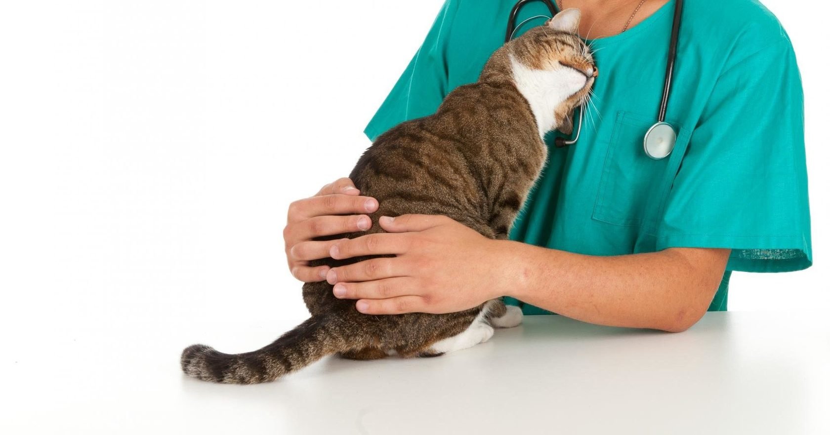Cat leaning its head against a veterinarian