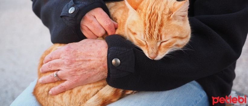 Do Cats Understand When They Are Loved?