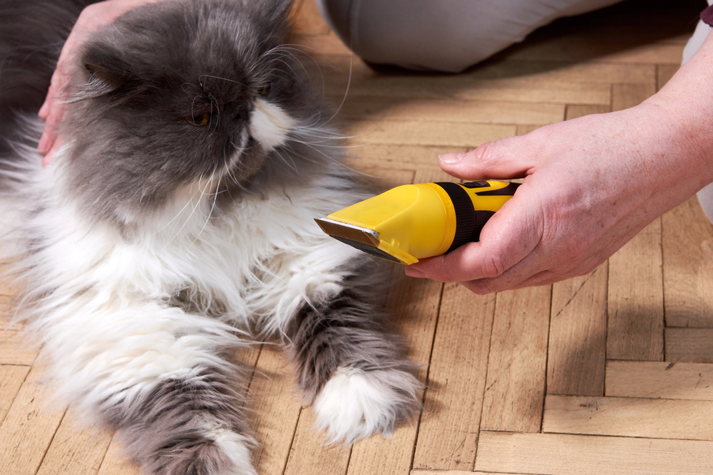 Gray cat looking at a yellow razor