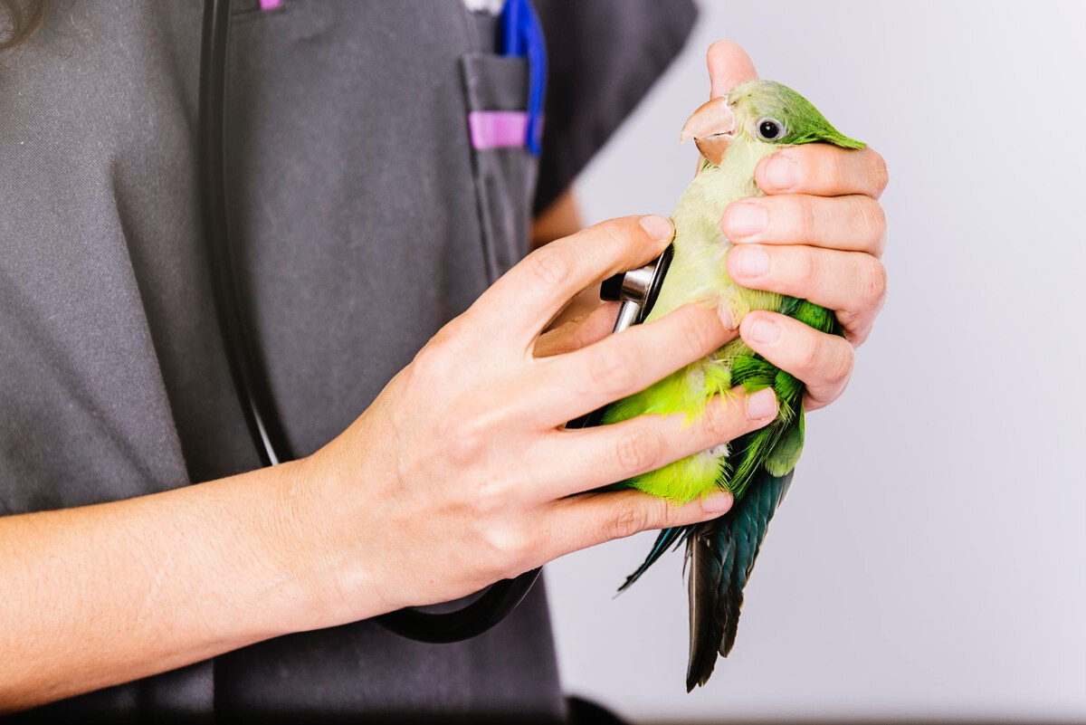 Bird under examination