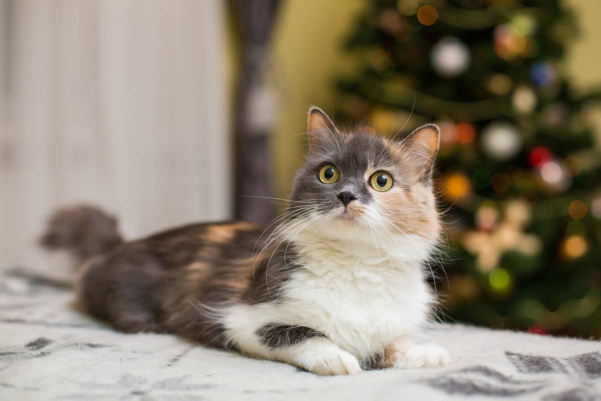 Upward-facing cat sitting on the carpet