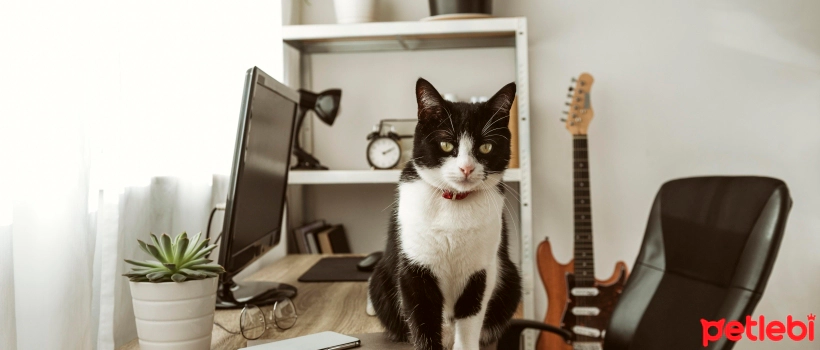 Why do cats knock things over?