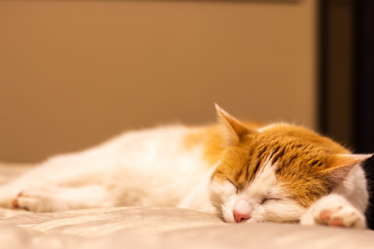 uyuklayan kedi
