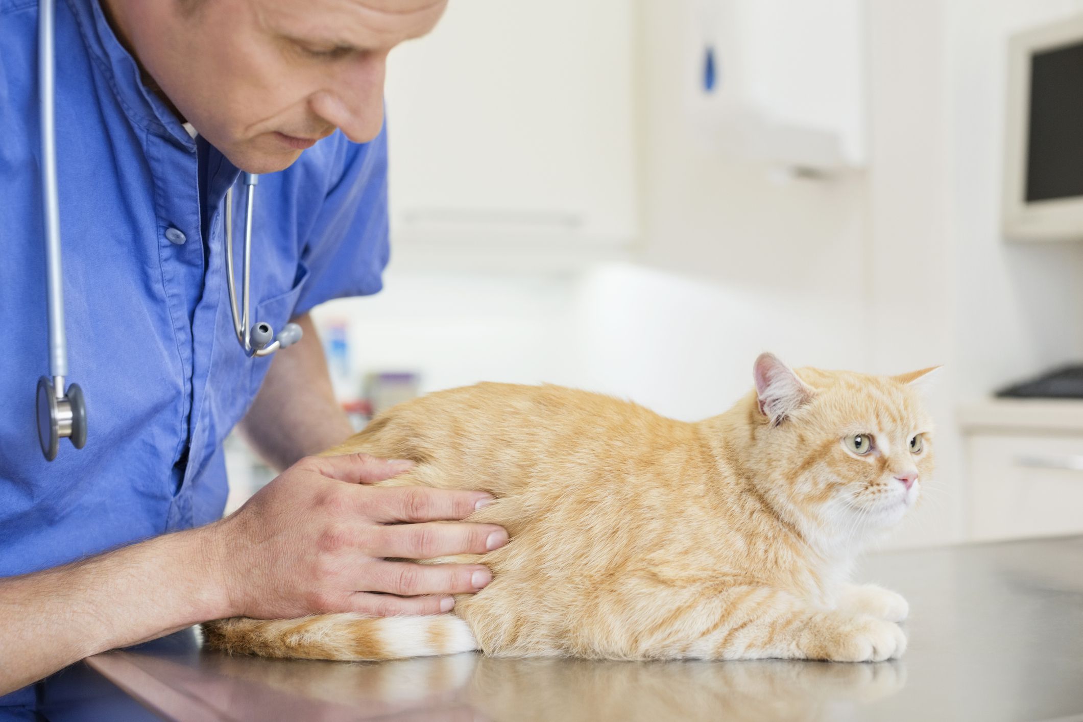 A yellow and white-furred cat examined by a veterinarian
