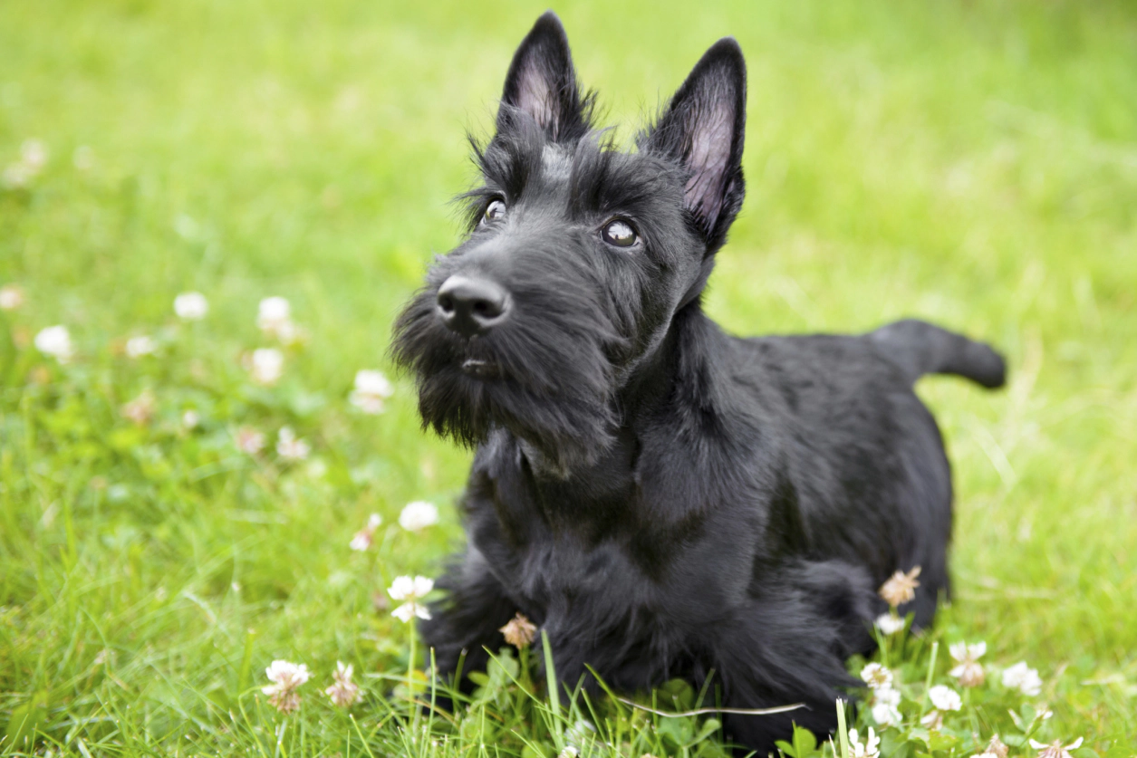Scottish Terrier running on the grass