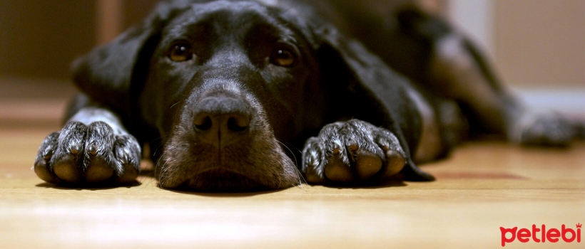 Enlarged Spleen in Dogs