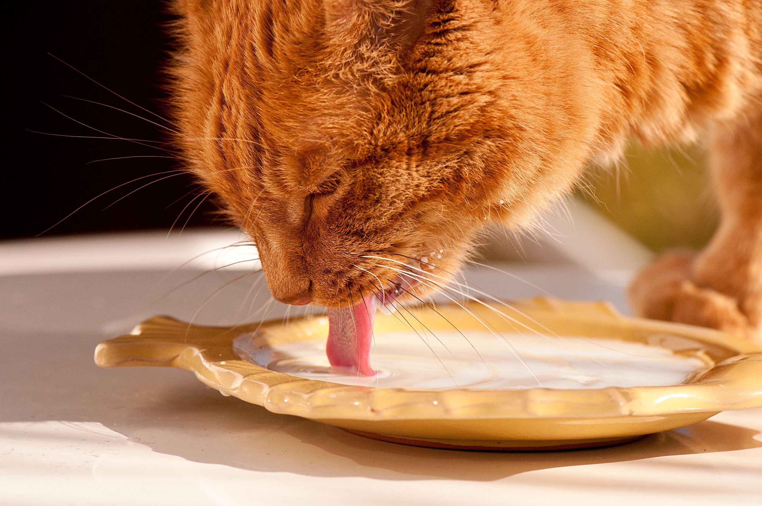 Cat drinking milk from a bowl
