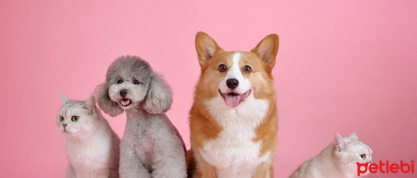 Is Buying Open Pet Food a Sensible Thing?