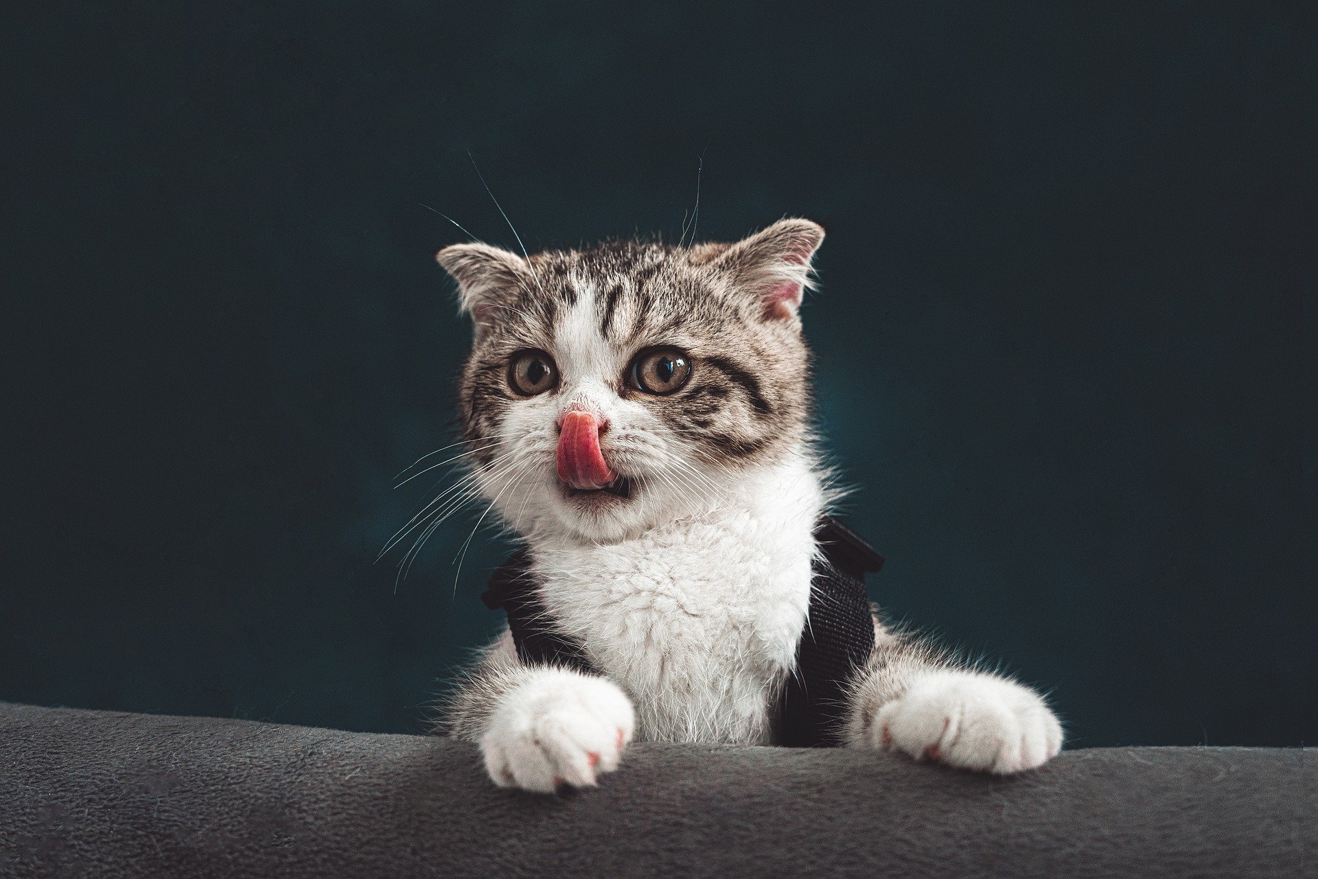 A tabby kitten touching its nose with its tongue