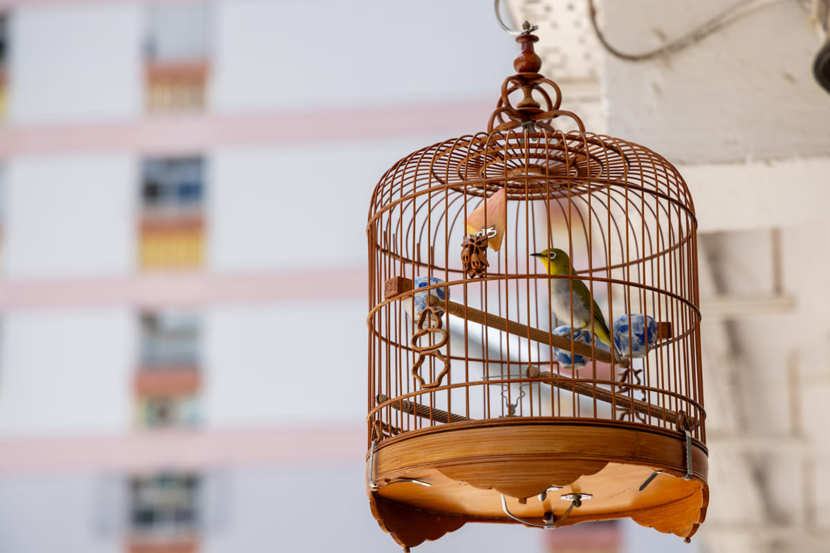 A tiny bird perched in its cage
