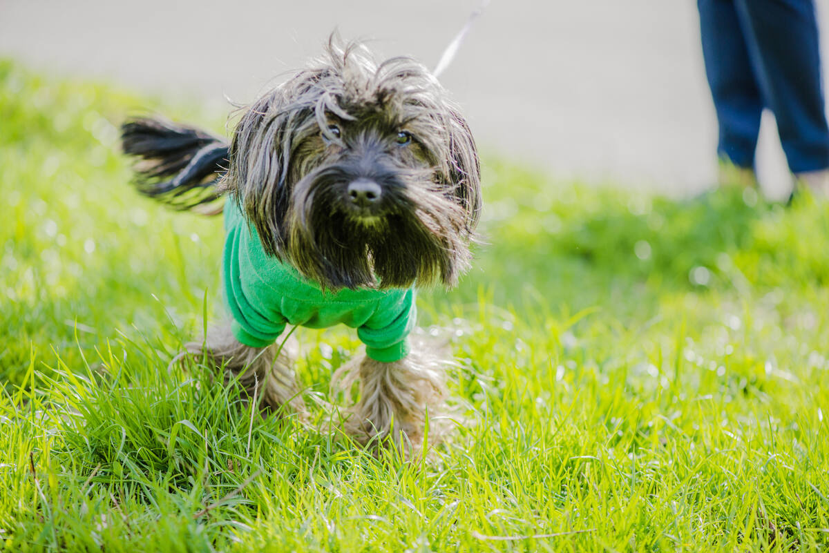 Russian Spitz in a green sweater Russian Spitz