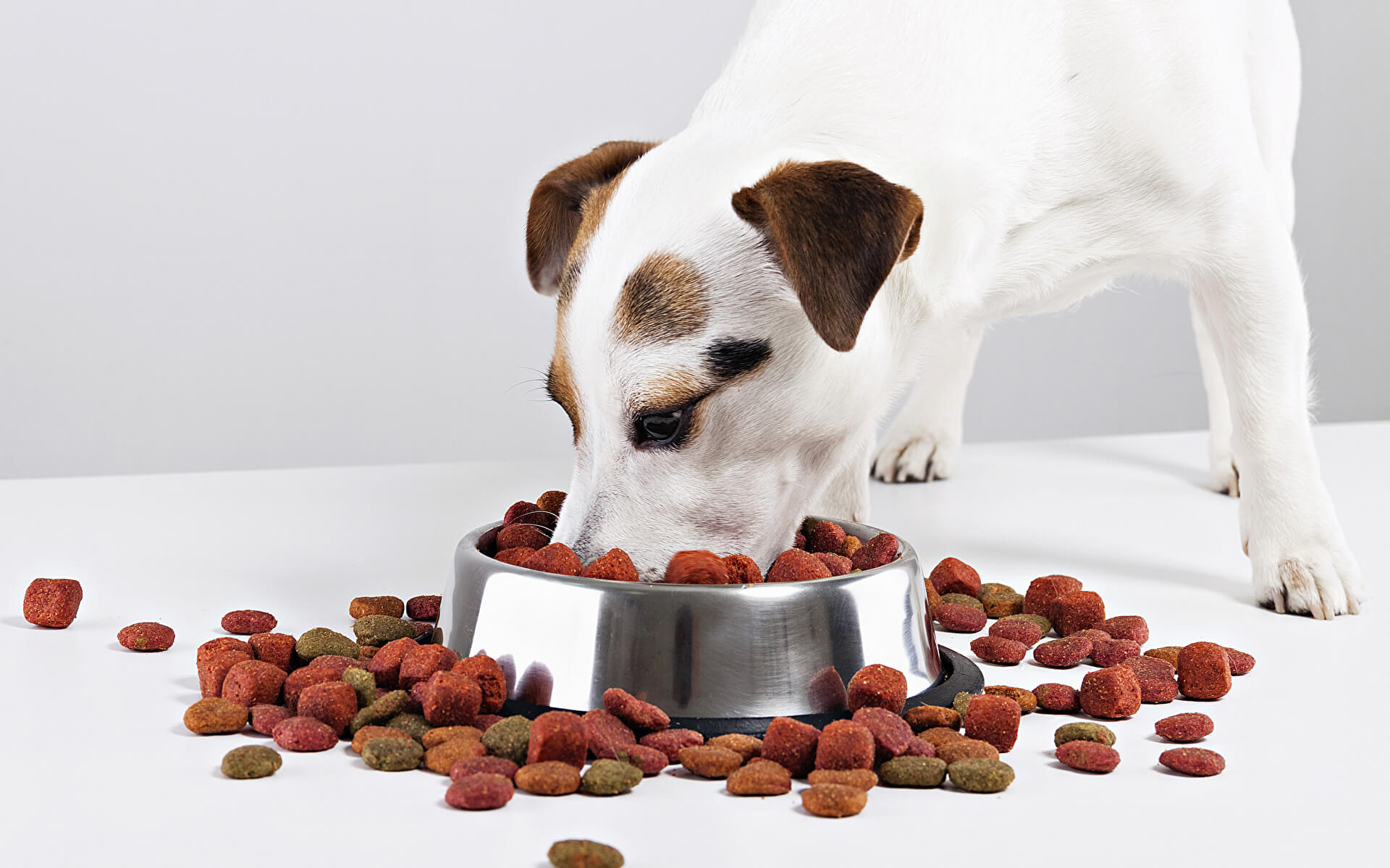 Dog that ate its food too quickly