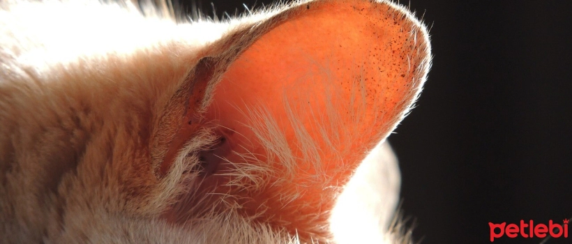"My Cat's Ears Are Very Warm" Is This Normal?